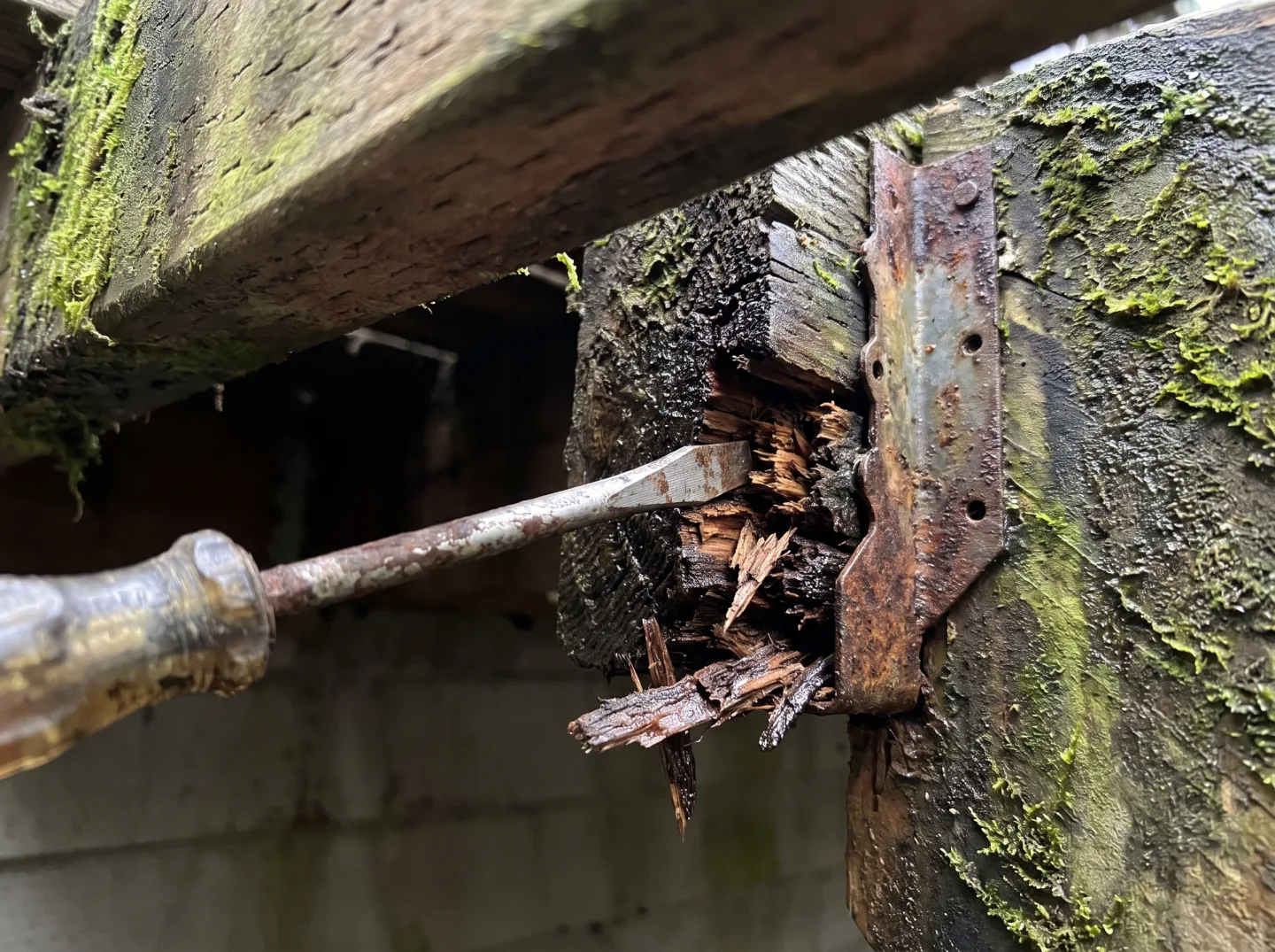Screwdriver sinking into a rotted deck joist next to a rusted joist hanger, with moss on the framing